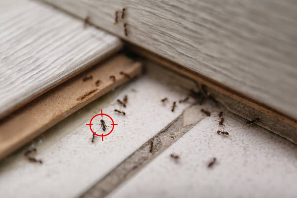 Best Local Pest Control Services  in San Rafael, NM