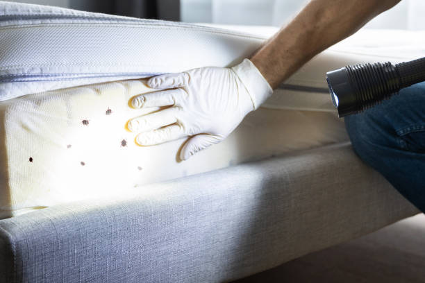 Best Exterminator Services  in San Rafael, NM